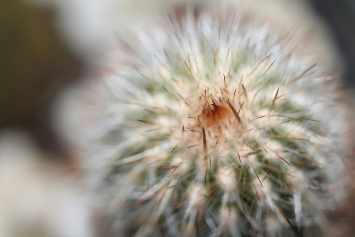 Cactus