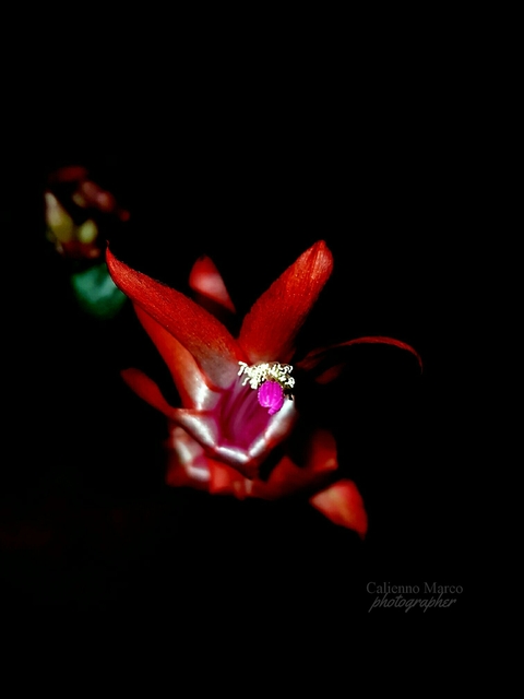 punto rosso