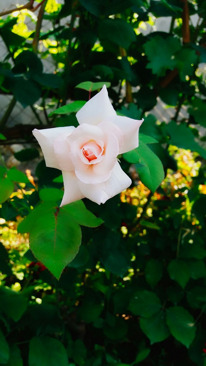 white rose ❤