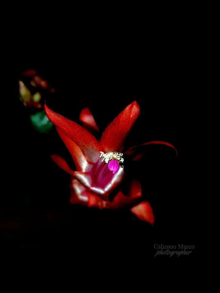 punto rosso