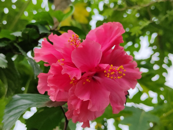 China rose,Shoeblackplant