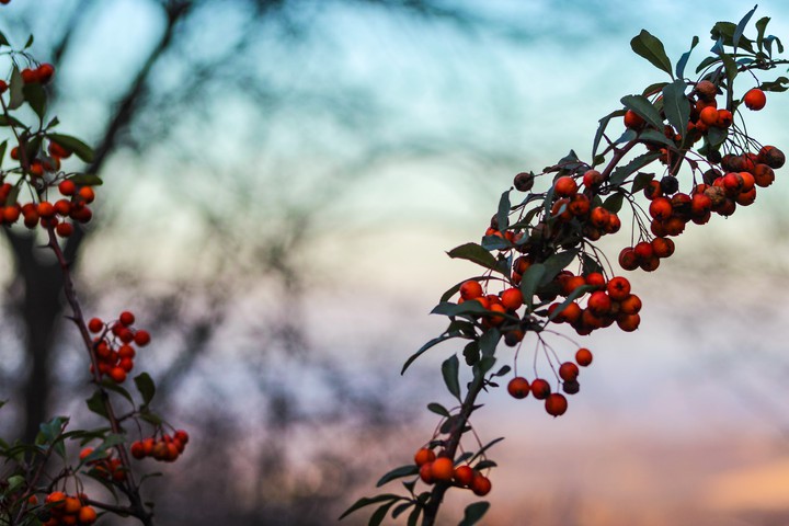 nature