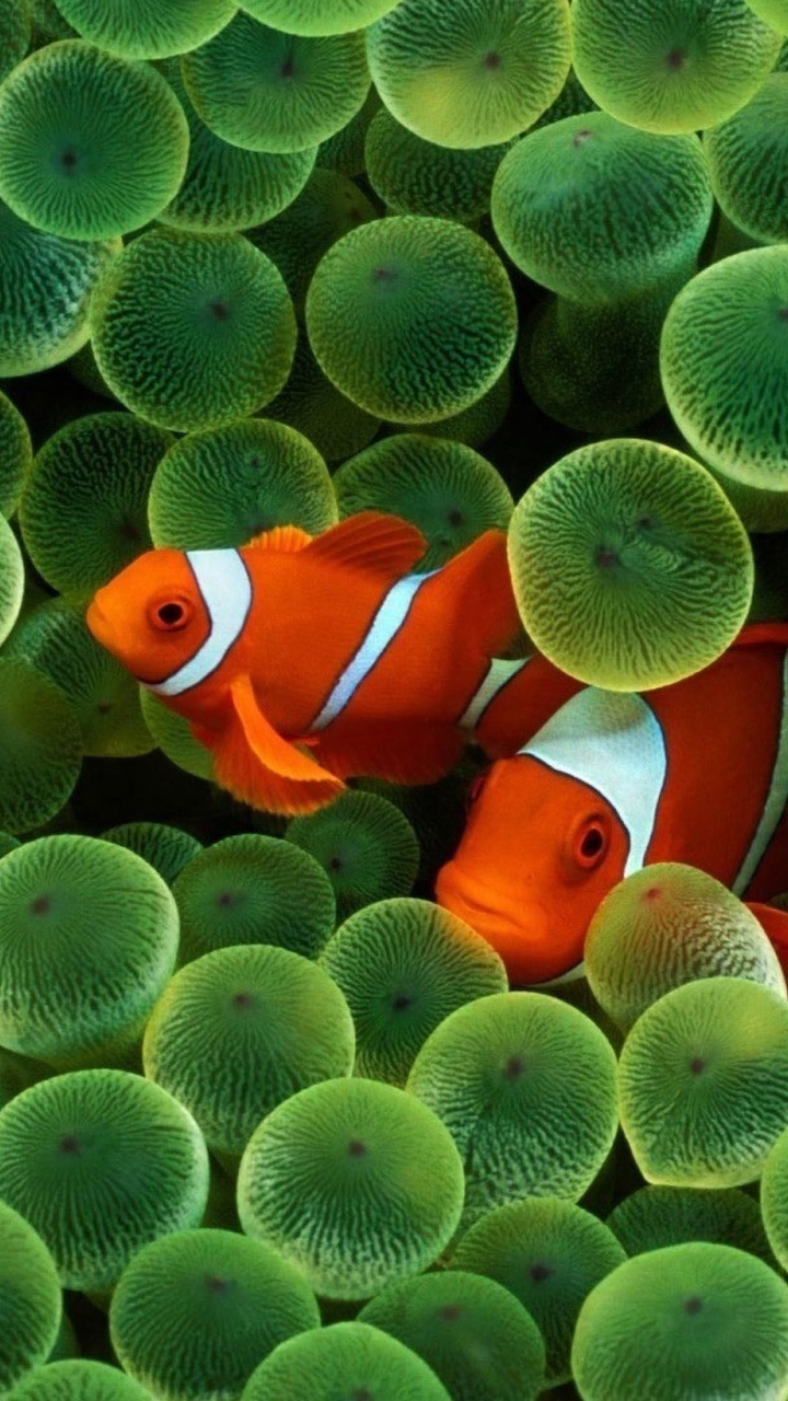 Clown fish