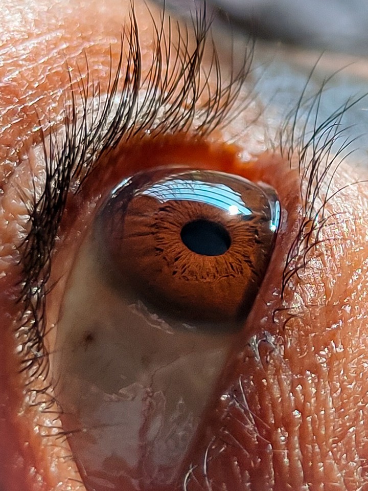 macro human eye