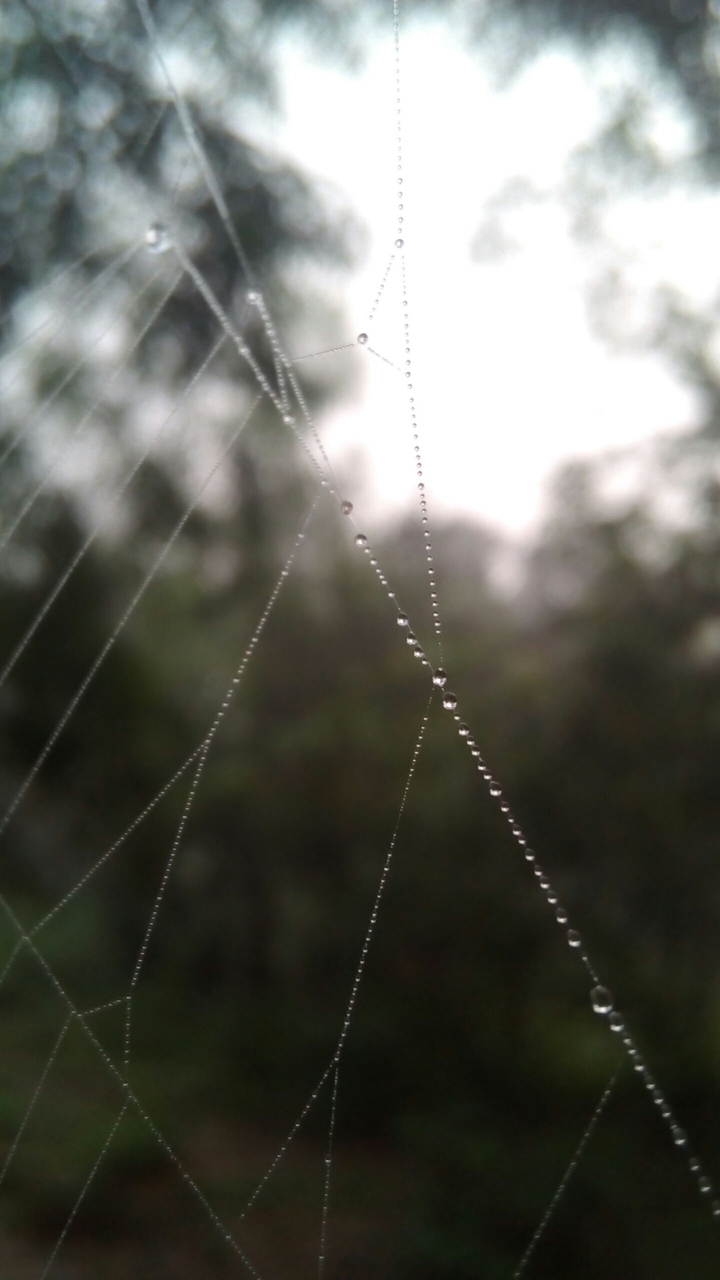 Spider web