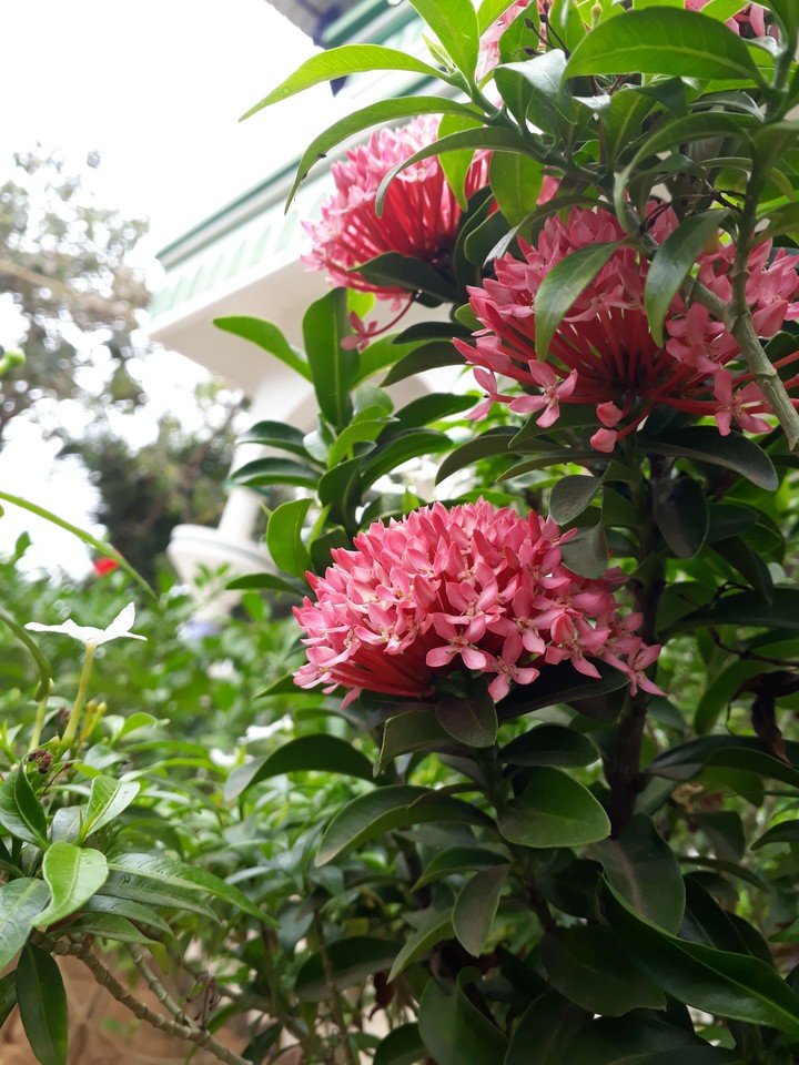 flowers