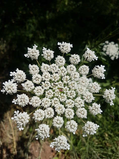 sfondi caraway, subshrub