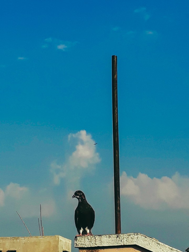 pigeon