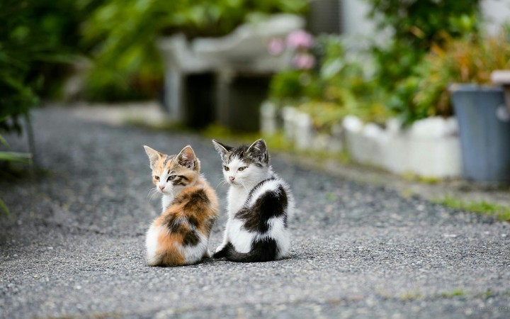 cats