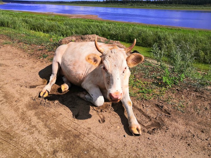 resting cow