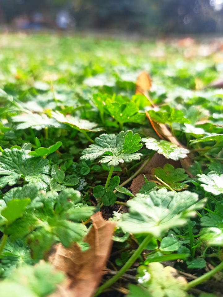 grass