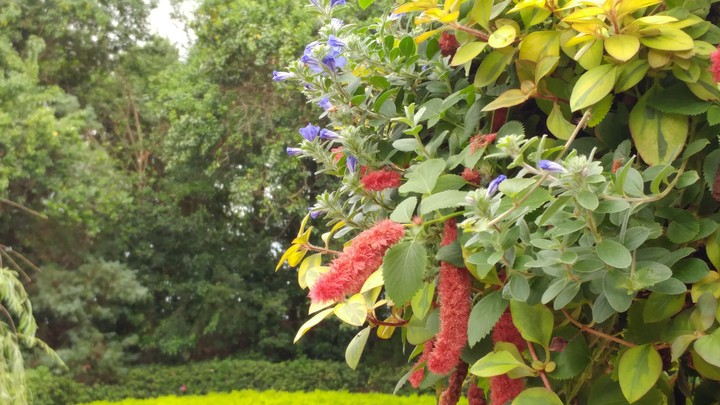 summer basket of flowers