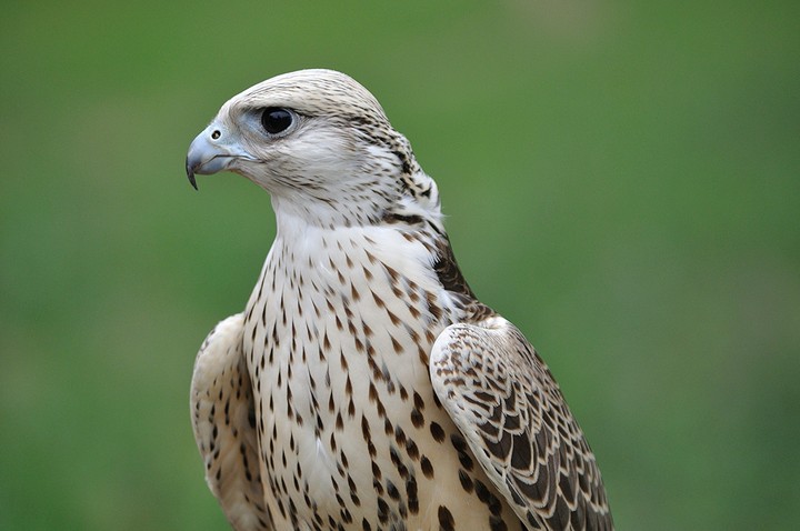 Eagle