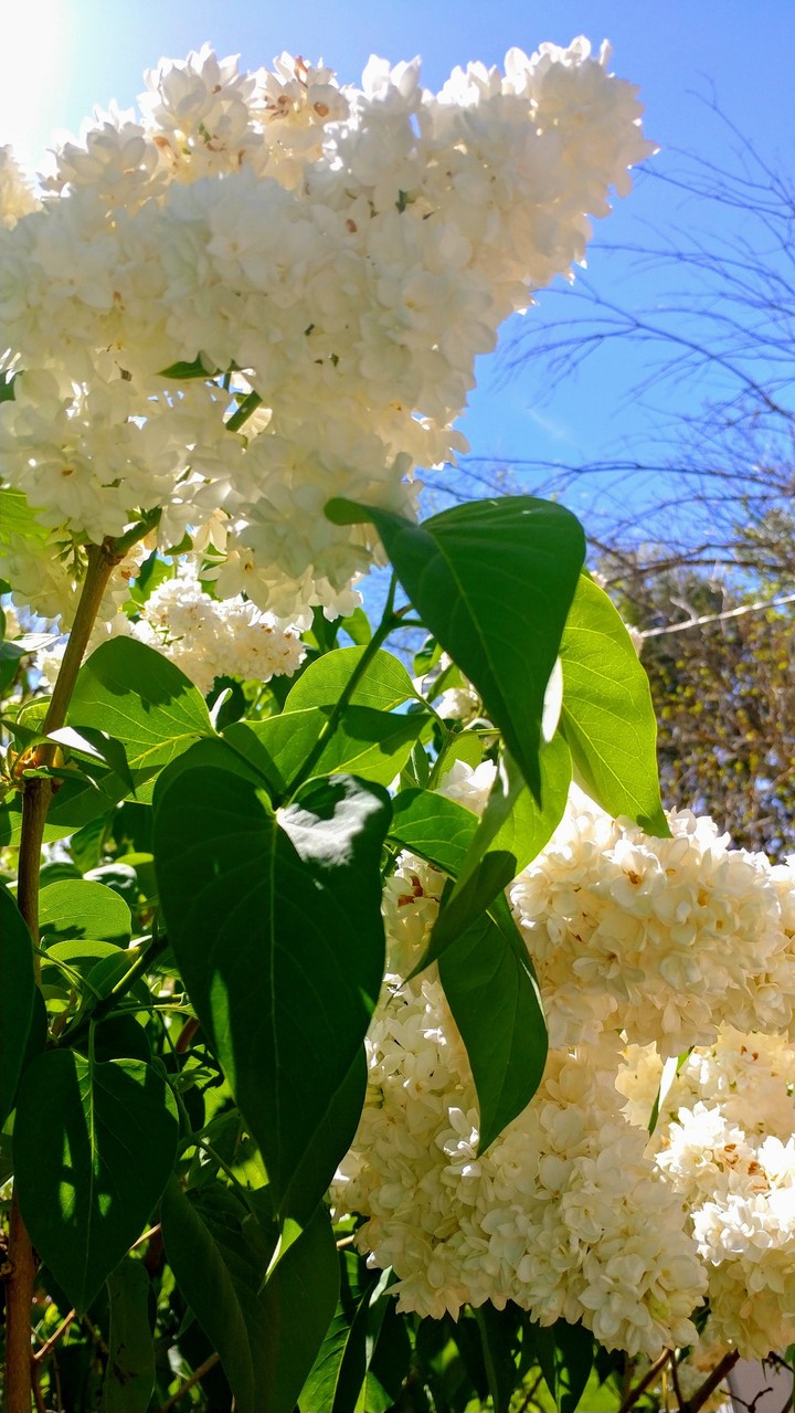 Lovely Lilacs