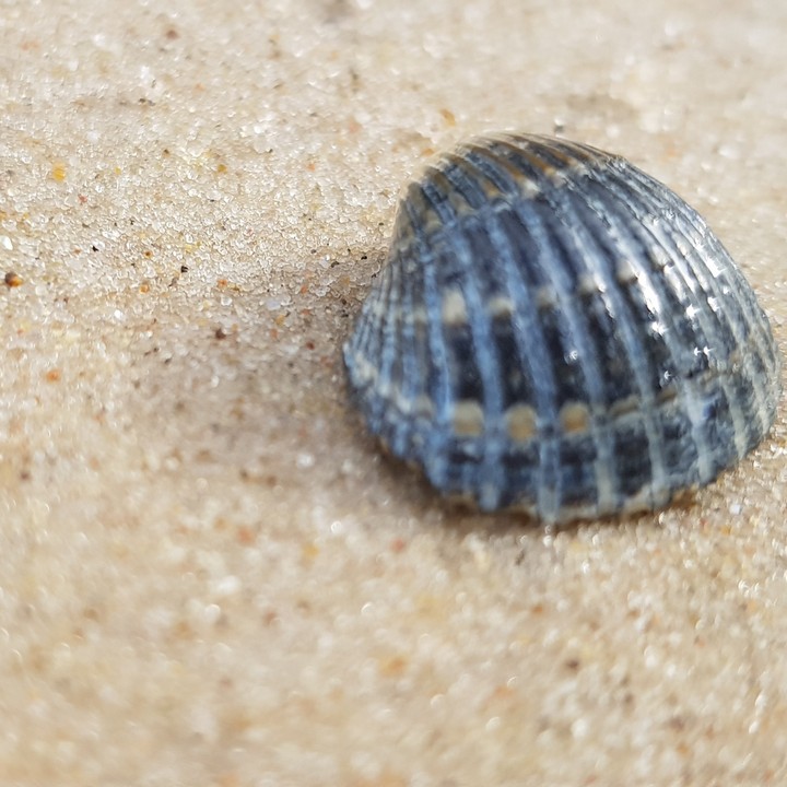 Muschel