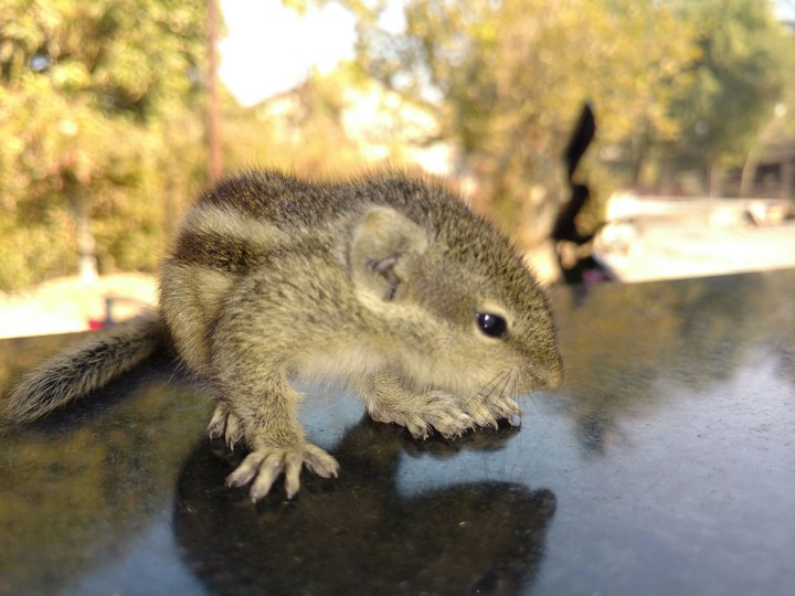 squirrel