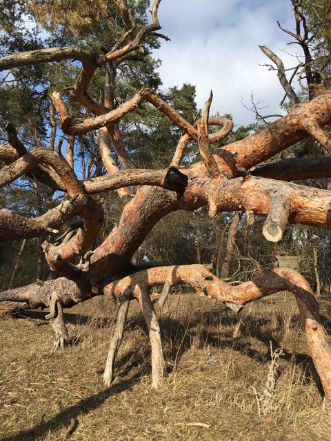 strange tree