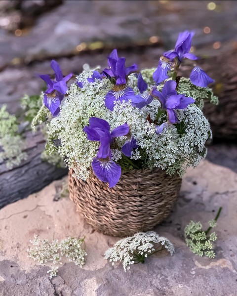 Iris