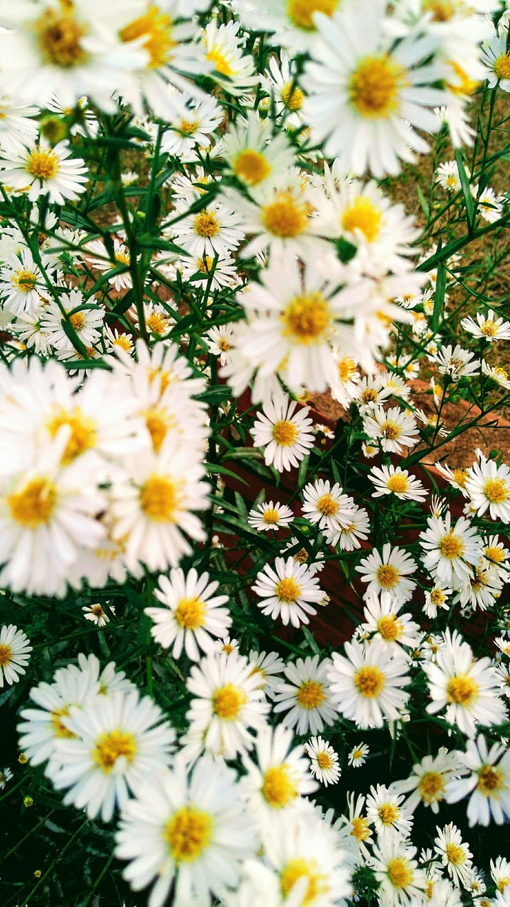 Margaridas