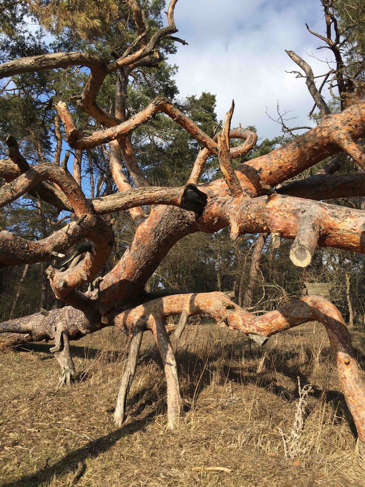 strange tree