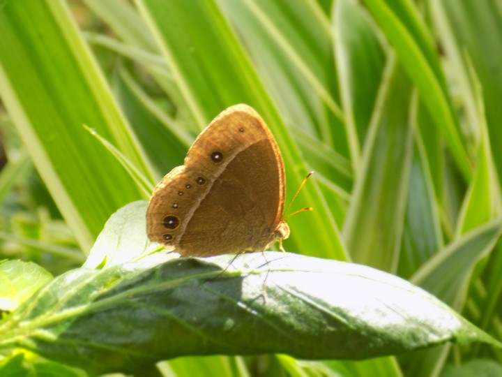 butterfly