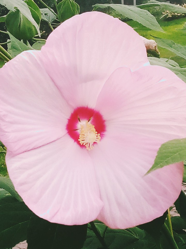 Hibiscus