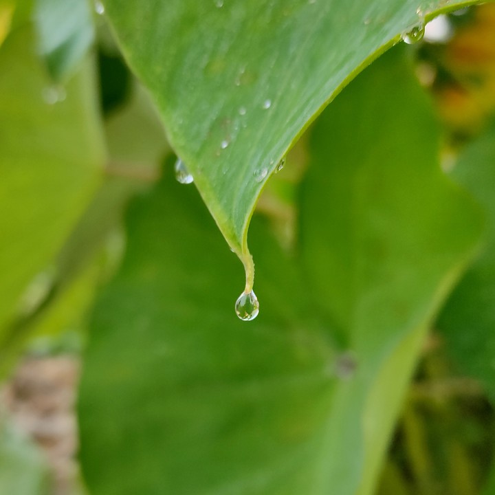 dew