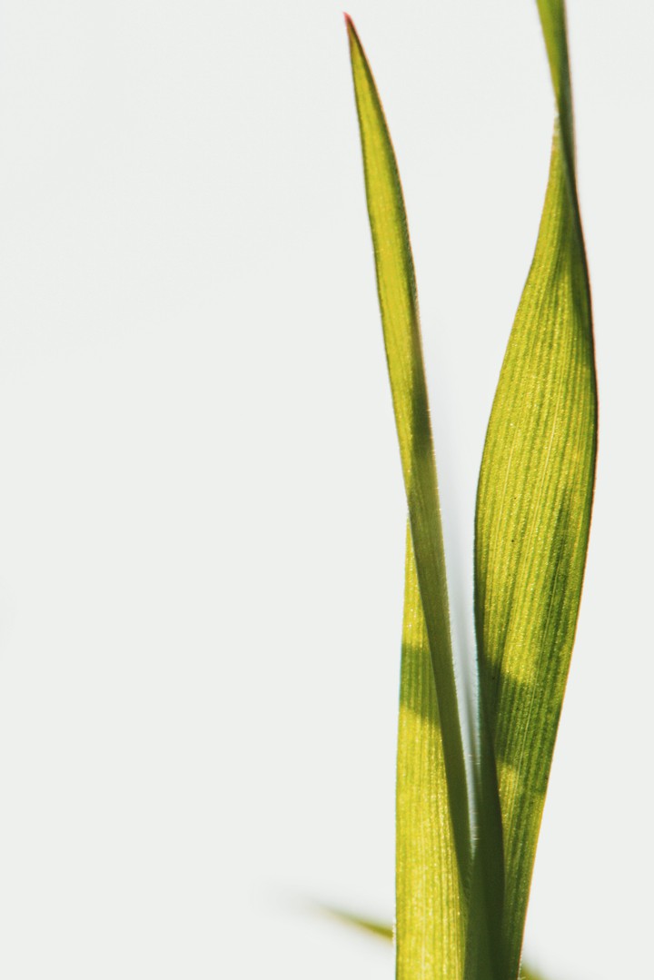 A blade of grass