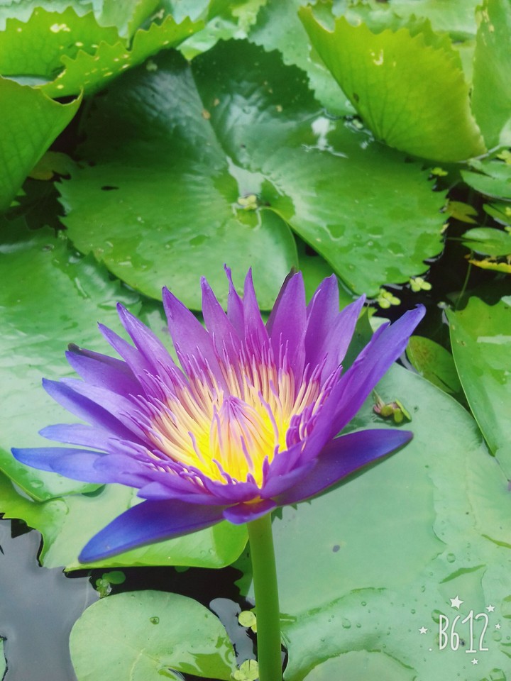 hoa cỏ