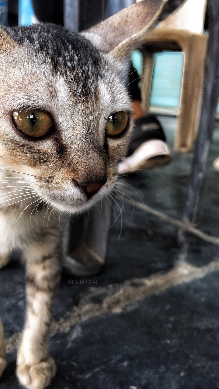 Cuteness Overloaded