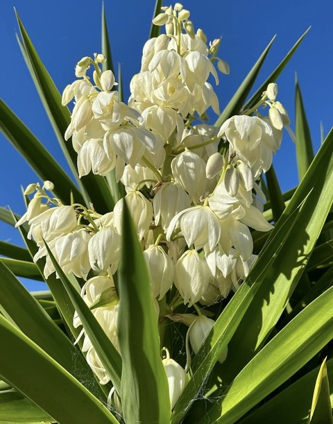 tapety Yellow, crinum