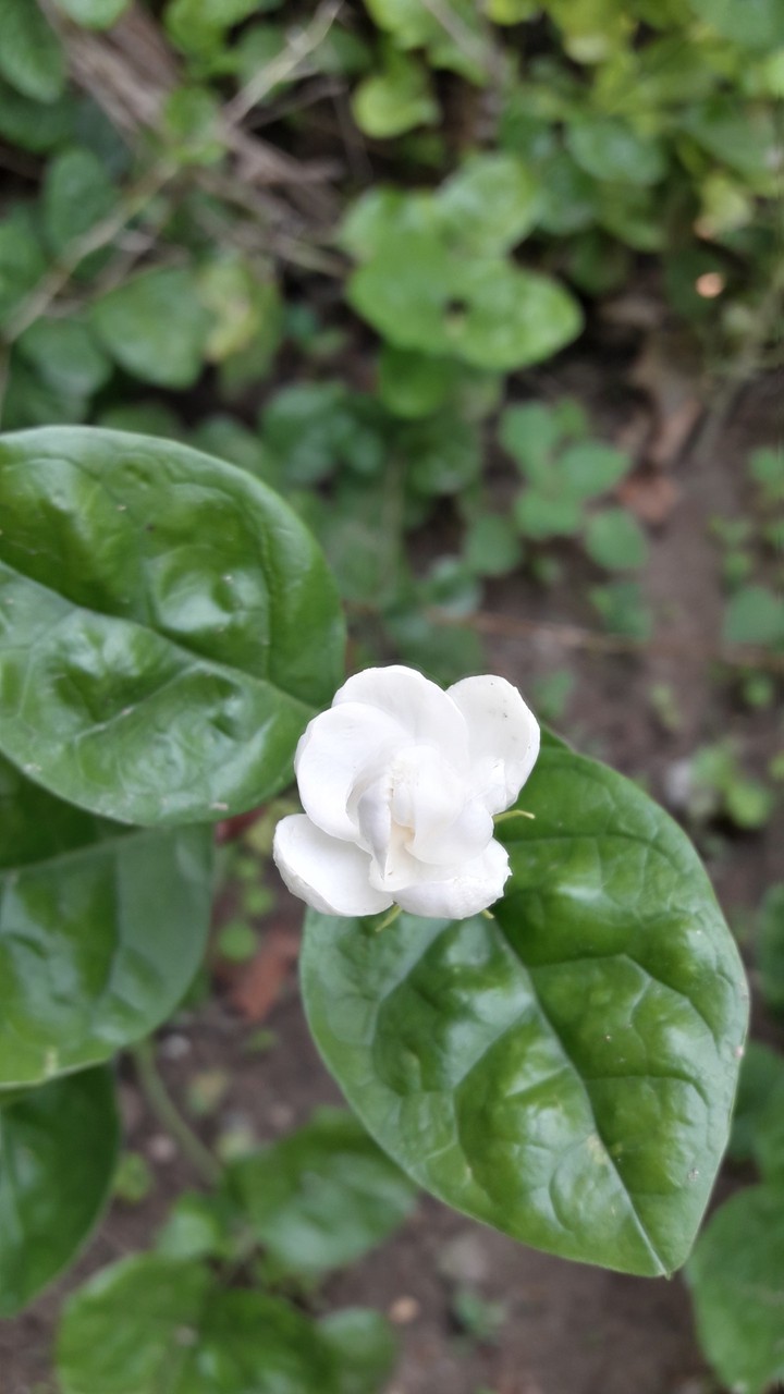Jasmine
