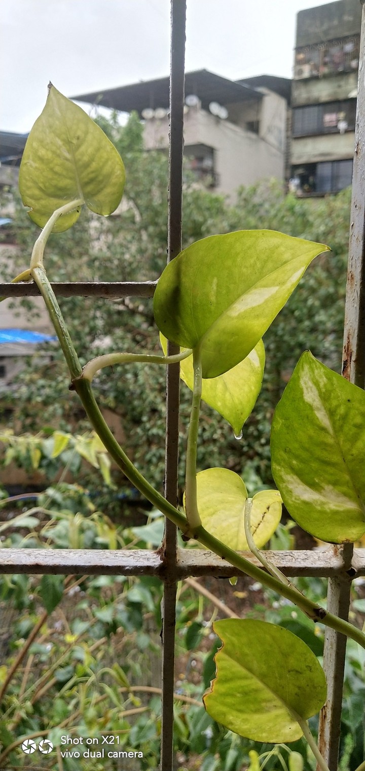 nature rain