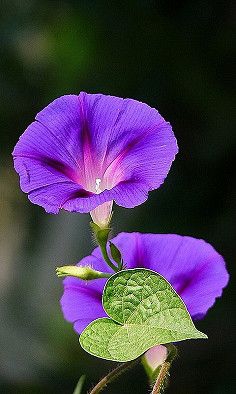 Purple flowers.