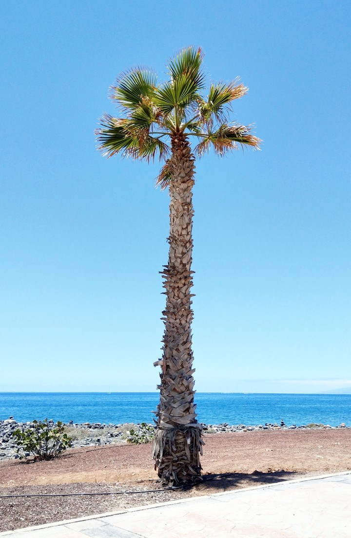 A Palm Tree