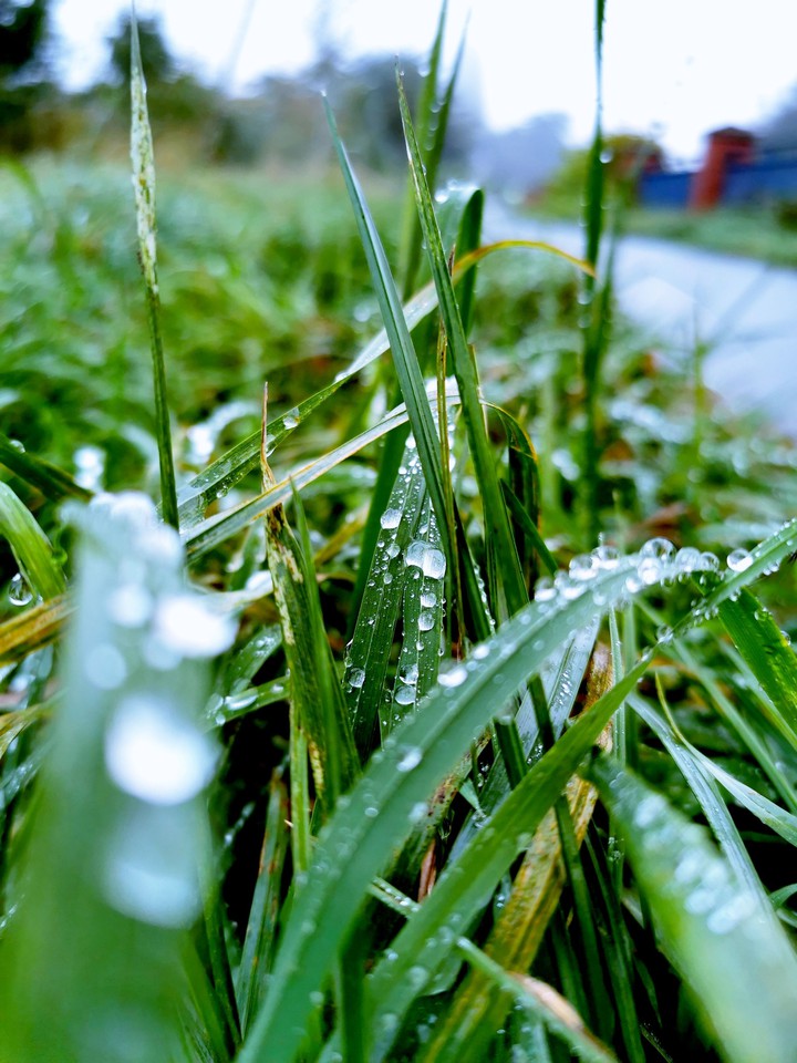 raindrops