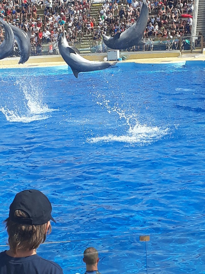 les dauphins de marinland font leur spectacle