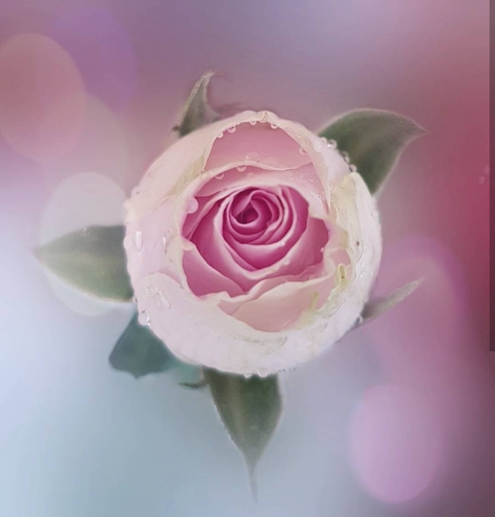 bud Roses