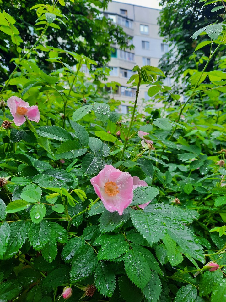 rainy