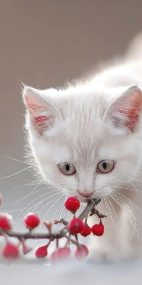 sfondi felidae, cat
