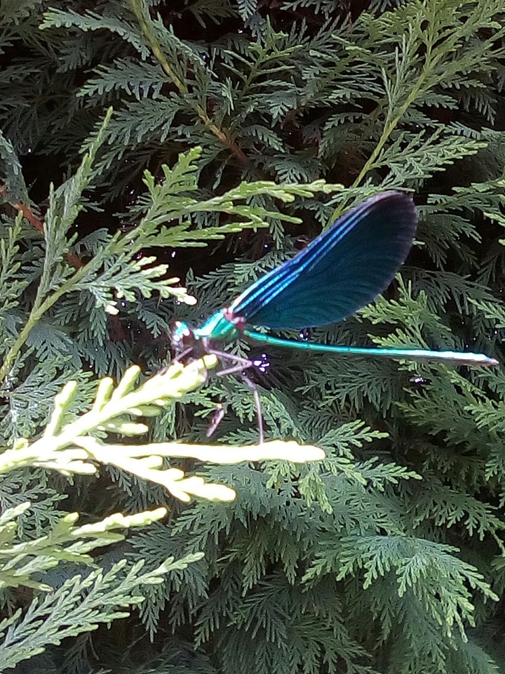 Libellula