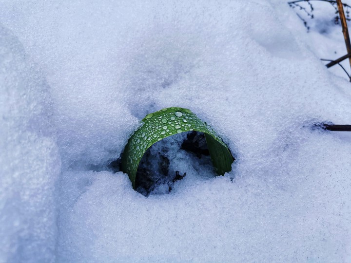 Green under the snow