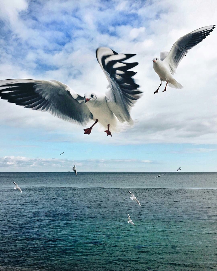 Seabirds