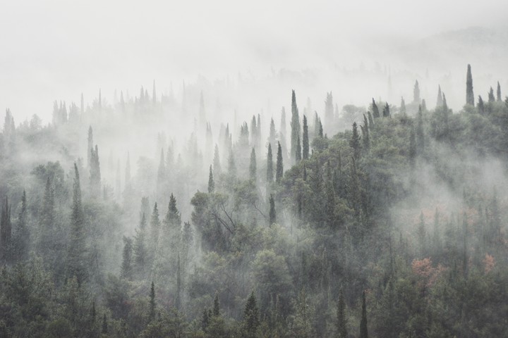 Breathable forest 2