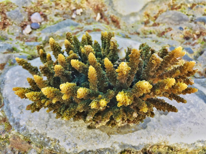 corals