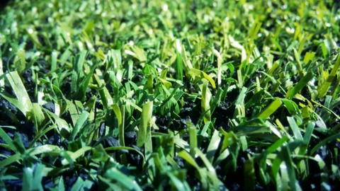 Grass))