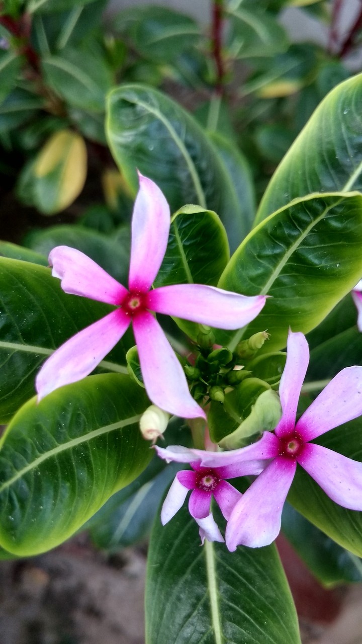 flower
