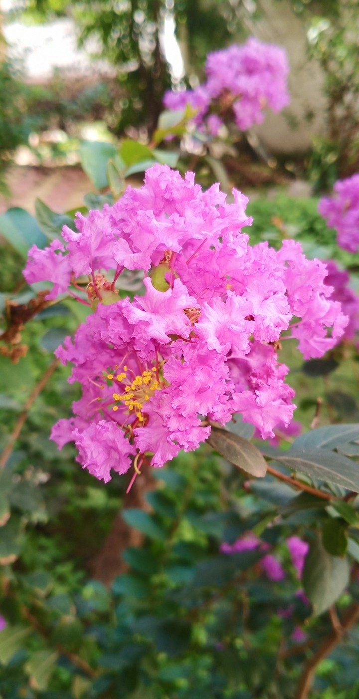 beauty full flower....