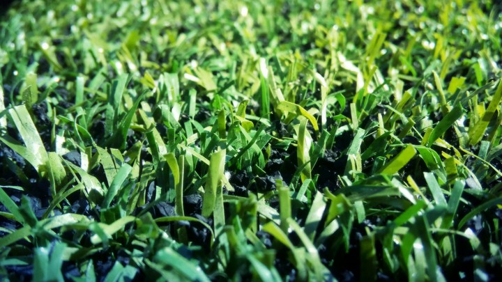 Grass))