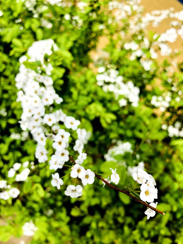 봄꽃